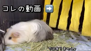 モルモットのペアリング❤️