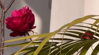 Tried the 8X zoom in IPhone 17 pro