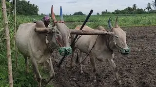 Bullock Framing Agricultural Olden Days Method Video