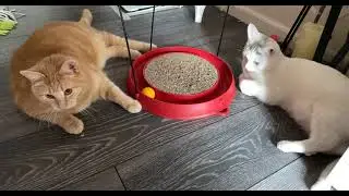kattene