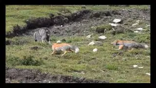 The battle of Tibetan foxes with a Pallas's cat in the mountains of China.