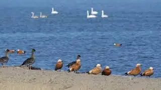 Can You Handle the Calm? Watch Ruddy Shelducks Brave Qinghai Lake Winter