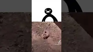 Pingu noot noot meme snakes bite the cameraman!