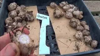 koanga ginger and turmeric harvest