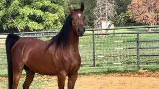 Maelynn - 2021 Arabian mare