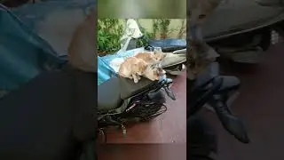 Happy Cat Family