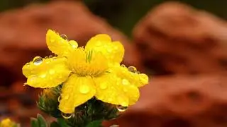LIVE Arizona Desert Rain 🌧️ Monsoon Sounds for Sleep, Relaxation & Study |