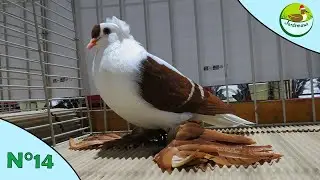 EXPOSITION AVICOLE | EPISODE 14 | VID&Eacute;OS DE MULHOUSE 2023 🕊🐓🦆🐰