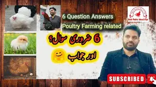 Poultry Diseases | 6 Questions Answere | chicken farming