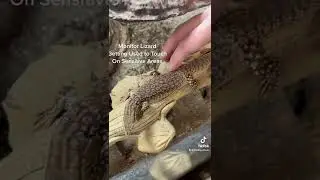Training Flighty Ackie Monitor Lizard