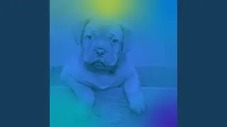 Spacious Ambience for Calming Your Puppy