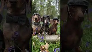 Gentlemans #HappyPawsandTails #servicedog #petsitter #dogwalkers #petservice