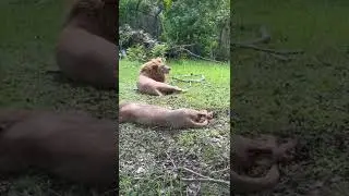 Some animals in Cebu Safari and Adventure Park. More videos in my channel. #shorts #animals #cebu