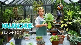 Kalanchoe ( Kalanşo )  👀  Bitkileri Tanıyalım - Labofem