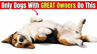 19 Rare Things Dogs Do&hellip; Only If You&rsquo;re a Truly GREAT Owner