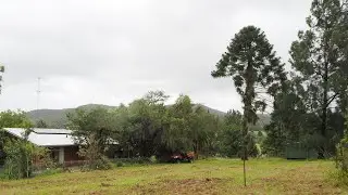 Dropping a bunya