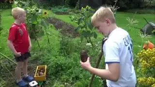 GARDEN AND MAIZE UPDATE