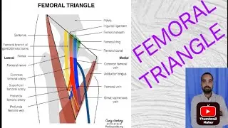 femoral triangle anatomy|femoral triangle anatomy essentials of medical sciences|