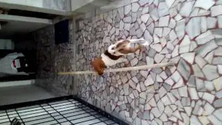 STREET DOG CARRYING WOODEN LOG
