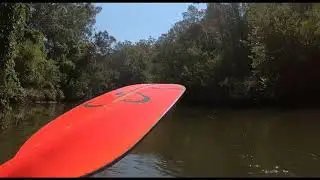 Shark in Coochin Creek