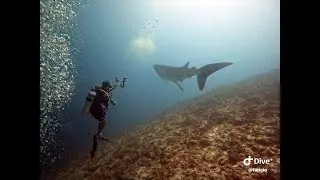 CROCIERA ALLE MALDIVE -  Squalo balena atollo di Ari sud  - Adventurer 2