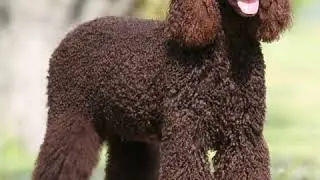 Irish Water Spaniel - Dog Breed - Pet Friend