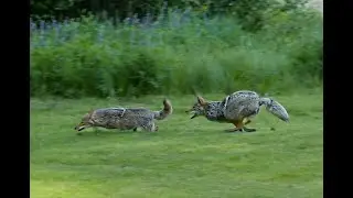 COYOTES JUST HAVING FUN 4   4K
