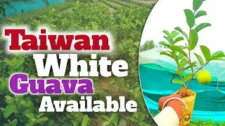 Taiwan white guava plants available, ताइवान पिंक & व्हाइट अमरूद प्लांट्स हमारे पास उपलब्ध है #guava