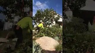 Arbutus Marina “ strawberry tree “ pruning time lapse