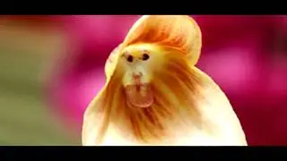 | Planet Sundry | Strange Flowers That Look Like Animals