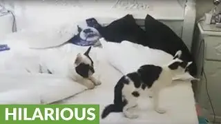 Clever cat outsmarts French Bulldog with ninja move
