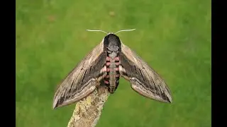Privet Hawkmoth (Sphinx ligustri)