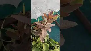 Help! What plant is this? 🪴🤔