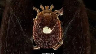 A tick bite that gives meat allergy #science #biology #insects #facts #ticks #animals
