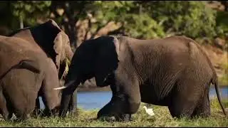 Nagarhole National Park / Tiger Reserve / Kabini Wildlife Sanctuary /Jungle Safari / Karnataka