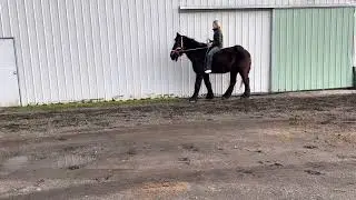 Black Percheron #100