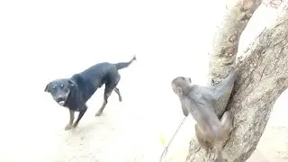 monkey and dog are fighting. monkey performing arts. #funnyvideo #bajrangi