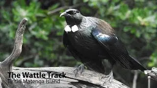 Wattle track