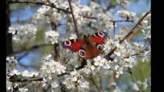 Wordless prayer for Gaia Minute