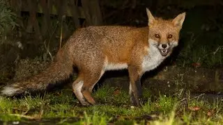 Fox Sounds At The Night