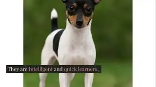 Toy Fox Terrier: America&rsquo;s Tiny Performer with a Big Heart #toyfoxterrier #dog #pets