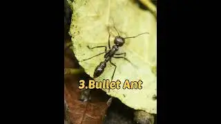 Top 5 most dangerous insects #shorts #viral