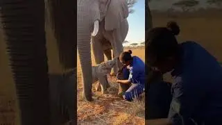 Beyond the Tears: Emotional Animal Treatment Healing Bonds #AnimalCare #PetLove #Compassion