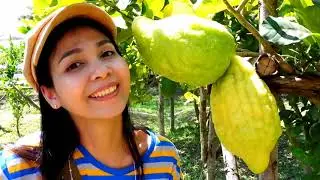 Fruit Picker Tasty Lemon Water Lemon Juice | Farm to Cafe | Tasty Street