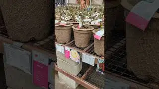 Shopping in Greenacre Jan 2026!  More roses! Part 2