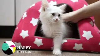 Красивый белый котенок обожает играть.