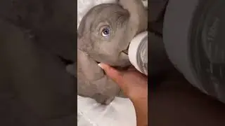 Just an 🐘elephant things | adorable baby elephant #elephant #wildlife #aesthetic #nature #cutebaby