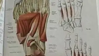 Lower Leg Formula Pt4 - Deeper look into foot Power!
