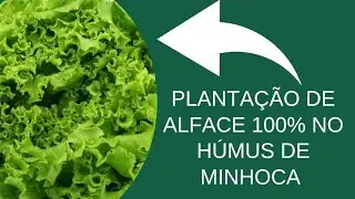 Plantei Alface DIRETO no Húmus de Minhoca e o Resultado Surpreendeu!