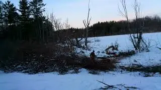 Swamp clean up
